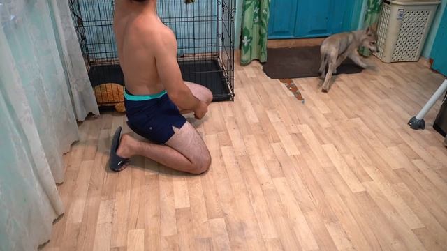 Питбуль Кими учится первым командам) Волчонок Луна/ Команда сидеть, лежать. смотреть онлайн