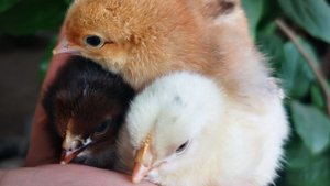 Куд-куда куд-куда - Вы откуда и куда )))