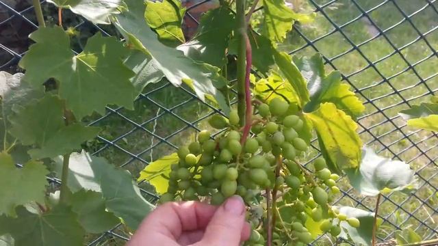 ИЮЛЬ СРОЧНО!!! ПРОРЕЖИВАЕМ ВИНОГРАД #виноград #Уходзавиноградом   Канал "Домостой.ру"