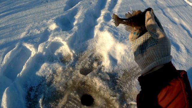 Ловля РОТАНА на мормышку!Зимняя рыбалка в Сибири!