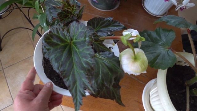 Бегония клубневая. смотреть онлайн