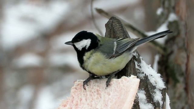 Большая Синица разных оттенков, Great Tit