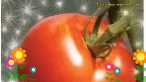 Томат обыкновенный Добрая Сказка. Краткий обзор, описание характеристик, где купить семена