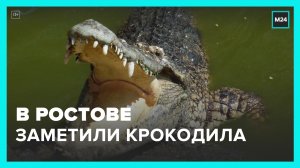 В Ростовской области заметили крокодила – Москва 24