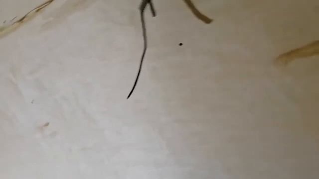 Стены в тамбуре. Фанера, проводка. смотреть онлайн