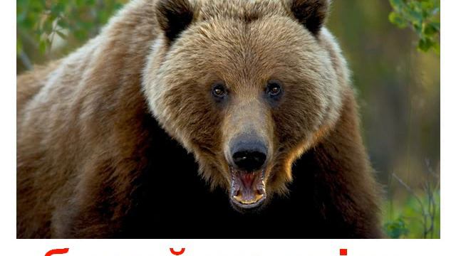 Тварини озвучені смотреть онлайн