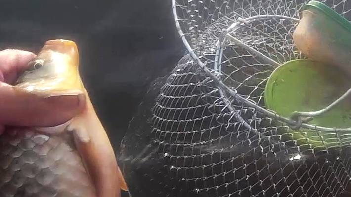 Рыбалка на Ахтубе на ранней зорьке с напарницей результат на лицо.