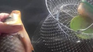 Рыбалка на Ахтубе на ранней зорьке с напарницей результат на лицо.