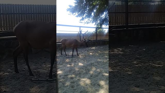 Благородный олень в парке Лога☺ смотреть онлайн