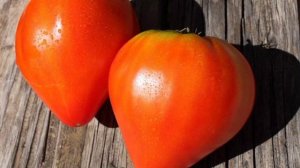 10 лучших сортов томатов на 2022 год. Высокорослые, низкорослые, сладкие, с кислинкой