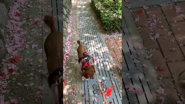 Petal Shower Azalea and Kanzan Sakura