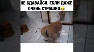 Кот Обкакался