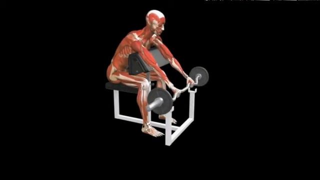 Подъем штанги на бицепс на скамье Скотта обратным хватом Reverse Preacher Curl Barbell
