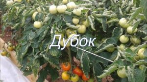Вкусные сорта томатов, которые выращиваем без пасынкования