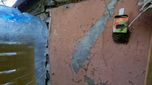 Улей в бутылке. Прилетел рой пчёл и пчёлы взяли льготную жилищную ипотеку. 4я серия