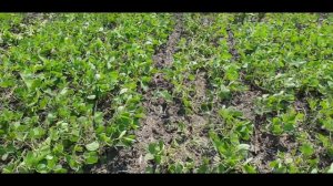 Соя + ротационка