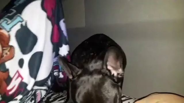 Французский бульдог Бени дальнобойщик ищет вкусняшки смотреть онлайн