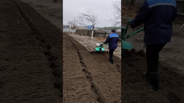 Фрезерование земли мотоблоком. Обработка земли перед нарезкой гребней для посадки картофеля.