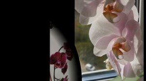 ЦВЕТЕНИЕ МОИХ ОРХИДЕЙ. КРАСИВЫЕ ОРХИДЕИ. THE BLOOMING OF MY ORCHIDS. BEAUTIFUL ORCHIDS.