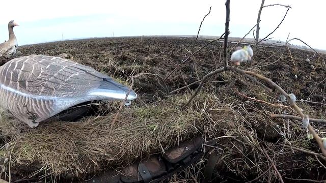 Охота на гусей с чучелами SoftPlast 3D.И вот что из этого вышло!
