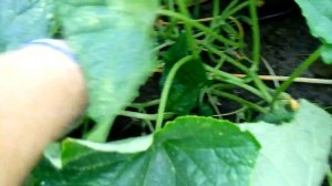 Урожай огурцов Арктика F 1 меня удивила