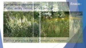 Камассия махровая Semiplena