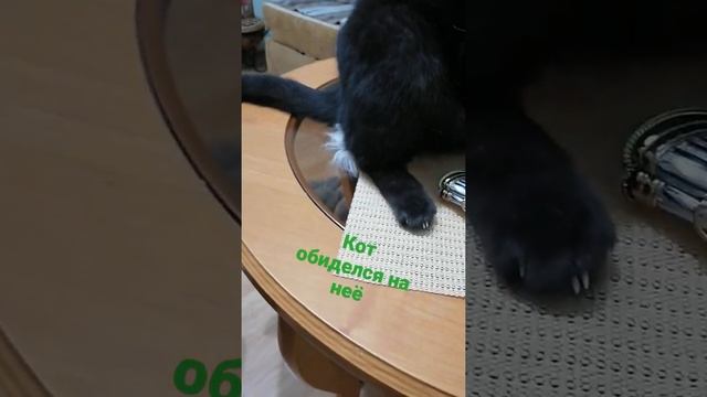 кот Трюфель играет с мышкой смотреть онлайн