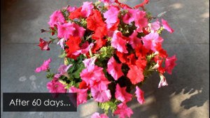 5 SECRETS to Get 100X More FLOWERS on Petunia