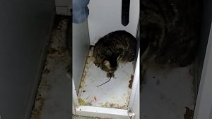 Кошка поймала мышь.