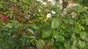 Розы Сан Сити, Каталина,  Пейшенс, и их подружки...