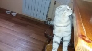 😻 Кошка Просится на Руки к Хозяйке 🐱 Мяуканье Кошки Скоттиш Фолд / Шотландская вислоухая