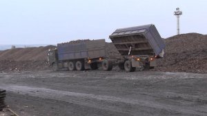 Выгрузка свеклы.Камазы работают на поле.Урожай сахарной свеклы.