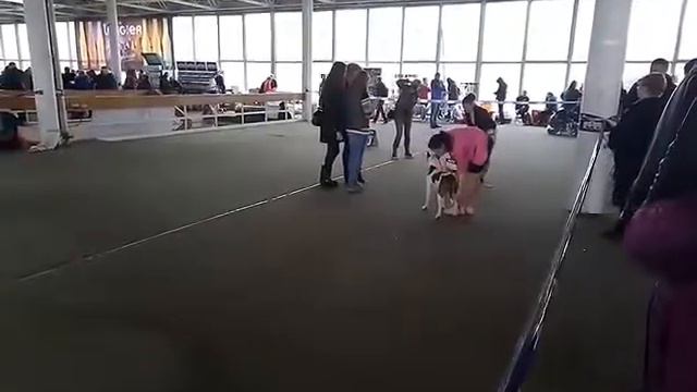 Выставка Вднх амстафы, Гера смотреть онлайн