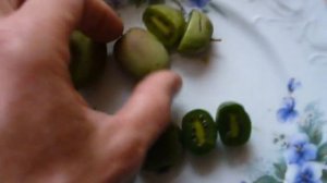 актинидия БИНГО  РОГОВ  и СКАРЛЕТ дегустация ! Actinidia rogow, bingo and scarlet !