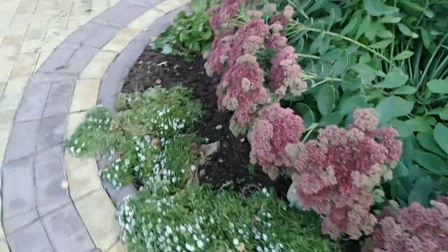 Алиссум однолетний продолжает цвести до самых холодов Вот такой стойкий однолетник