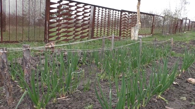 Хотите иметь в Апреле  Зеленый Лук ? Садите Многоярусный - Живородящий лук ! смотреть онлайн