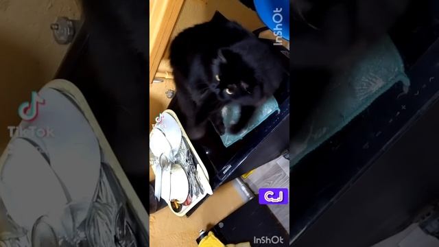 Карточка видео