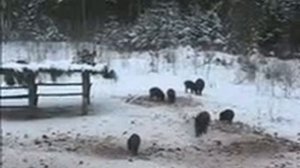 Охота на кабана в Белоруссии Видео