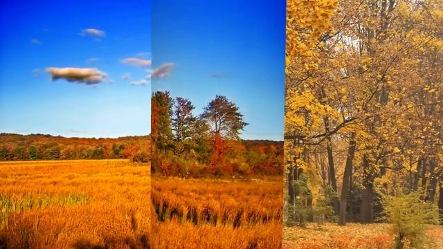 С. Есенин "Отговорила роща золотая" смотреть онлайн