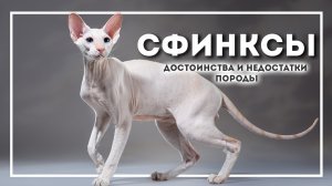 Сфинксы Кошки. Какие они. Коротко о породе.