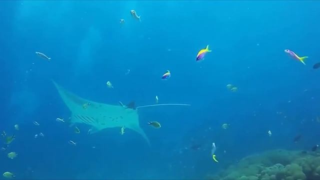 Остров Махибаду на Мальдивах -  Island Mahibadhoo Maldives. Лучший отдых на острове! Вся правда