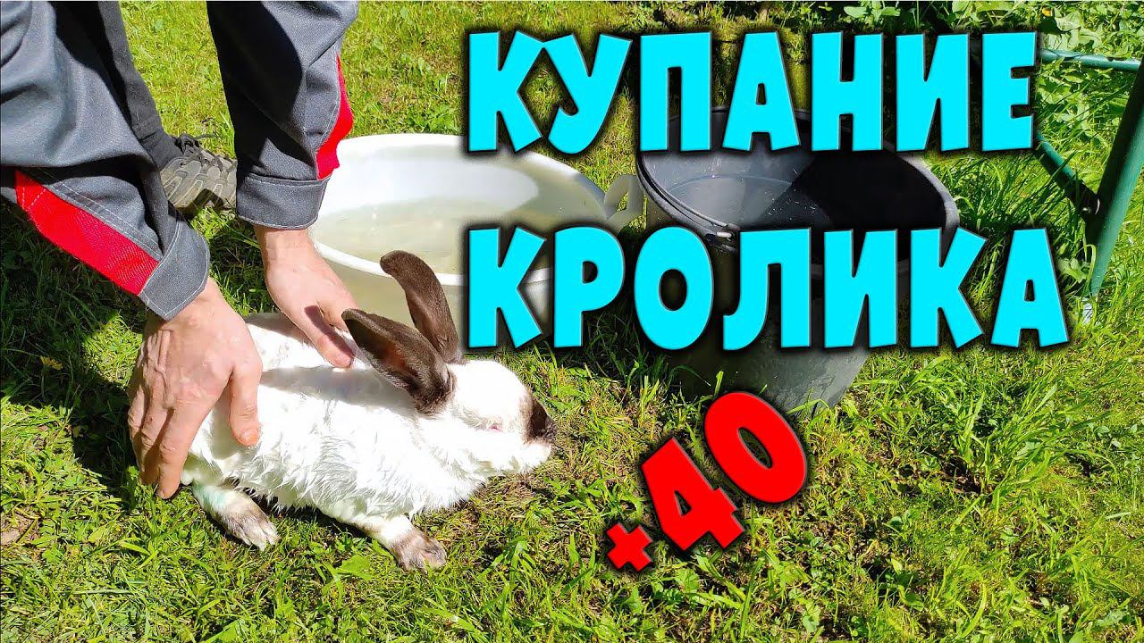 Купание кроликов / Кролики в жару