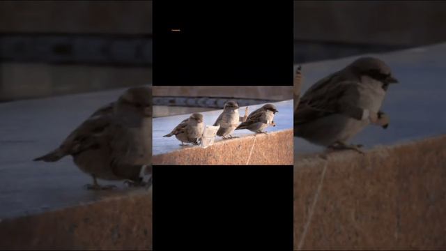 10 ФАКТОВ ЗА ОДНУ МИНУТУ #факт #факты #shorts #shortsvideo #shortvideo #short #top #топ #10фактов