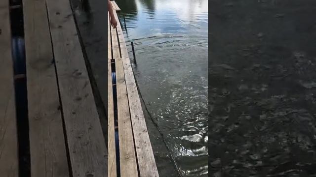 Запускаем африканского сома смотреть онлайн