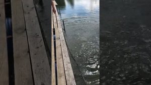 Запускаем африканского сома