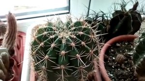 Как получить семена? Цветение, опыление эхинопсисов ( Echinopsis hybr.)