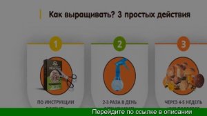 Купить Домашняя Грибница Для Выращивания Грибов