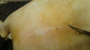 Жизнь в селе#Казахстан#Сегодня свежина.