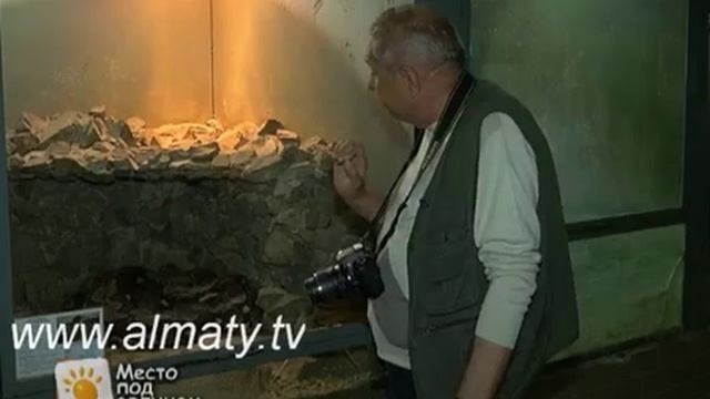 Сетчатый питон