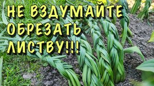 НЕ ВЗДУМАЙТЕ ОБРЕЗАТЬ ЛИСТВУ! НАРЦИССЫ отцвели, ЗАПЛЕТАЕМ  КОСЫ!